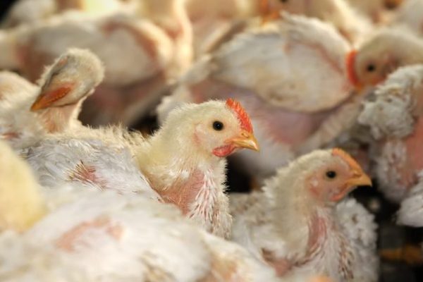 Ternak ayam petelur di Alok, Sikka