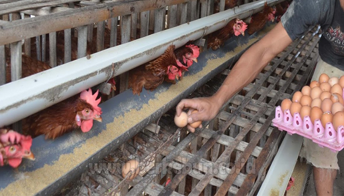 Pengembangan Ternak Ayam Petelur dan Boiler Pacu Potensi Peternakan di Gowa Ternak ayam petelur di Tinambung, Polewali Mandar