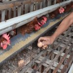 Bagi yang ingin ternak ayam petelur ras negeri atau ayam petelur ...