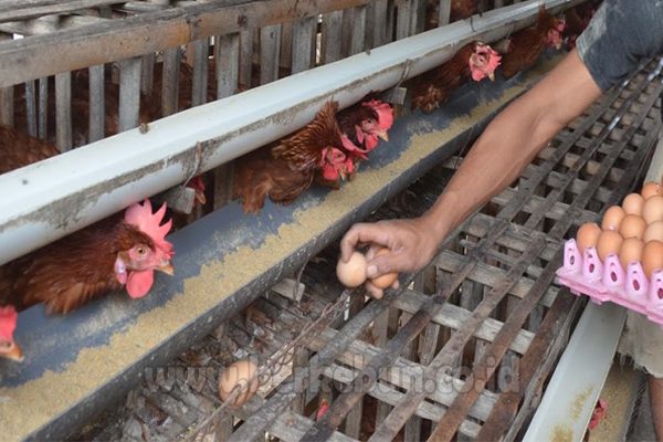 Imbas Naiknya Harga Pakan Ternak, Harga Telur Ayam Melambung | Bali Tribune