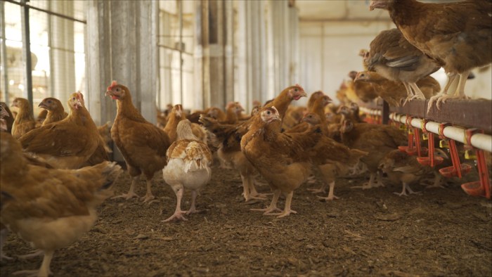 Ayam layer di Pamenang Barat, Kabupaten Merangin