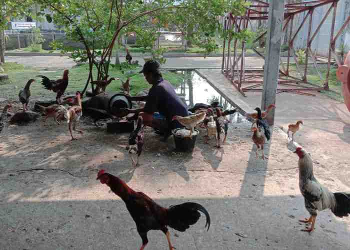Peternakan ayam kampung di Kaligondang, Purbalingga