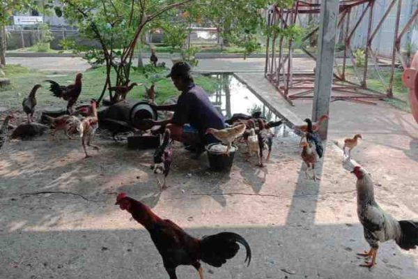 Ternak ayam kampung di Upau, Tabalong