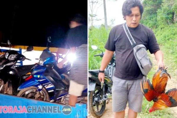 Grebek Sabung Ayam di Sangalla Selatan, Polisi Amankan 10 Kendaran dan ...