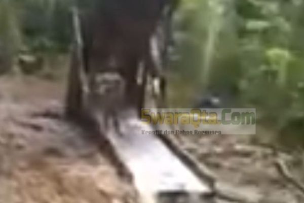 Daun penggemuk ayam di Poso Pesisir Utara, Poso