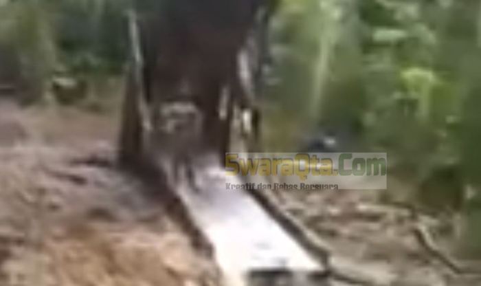 Daun penggemuk ayam di Poso Pesisir Utara, Poso