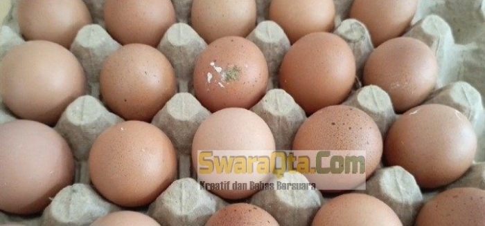 Harga Telur Ayam di Poso Naik Drastis - Swara Qta Harga Telur Ayam di Poso Naik Drastis - Swara Qta