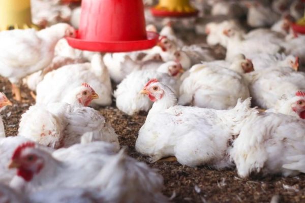 AYAM PEDAGING TURUN | ANTARA Foto