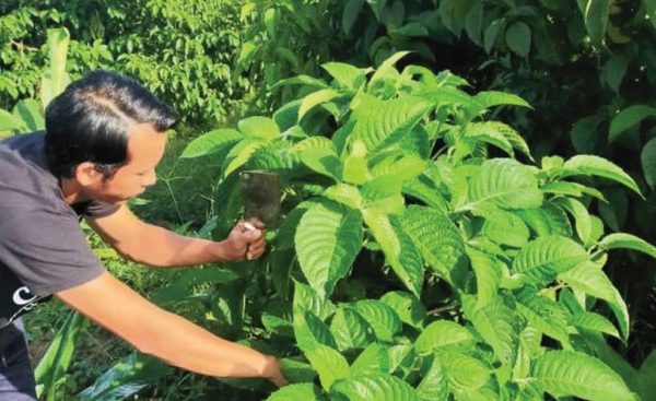 Daun penggemuk ayam di Gunung Timang, Barito Utara