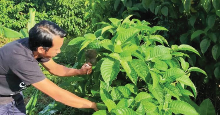 Daun penggemuk ayam di Gunung Timang, Barito Utara