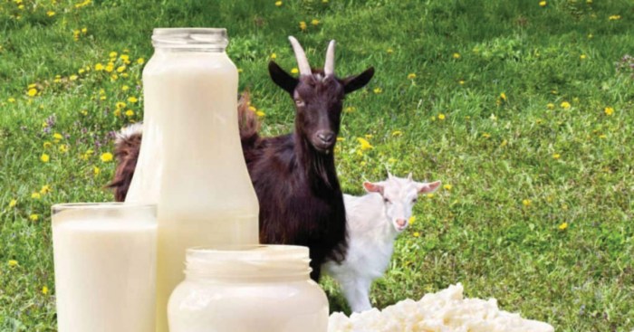 Susu kambing besar manfaatnya! | Harian Metro Susu kambing di Kemang, Bogor