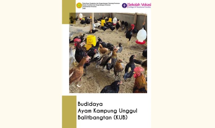 Keunggulan Ayam KUB sebagai Unggas yang Direkomendasikan untuk Ternak ... Budidaya ayam di Gunung Agung, Tulang Bawang Barat