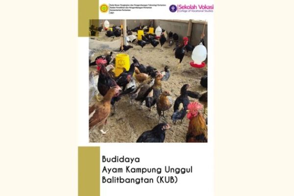 Budidaya ayam di Guguk Panjang, Kota Bukittinggi