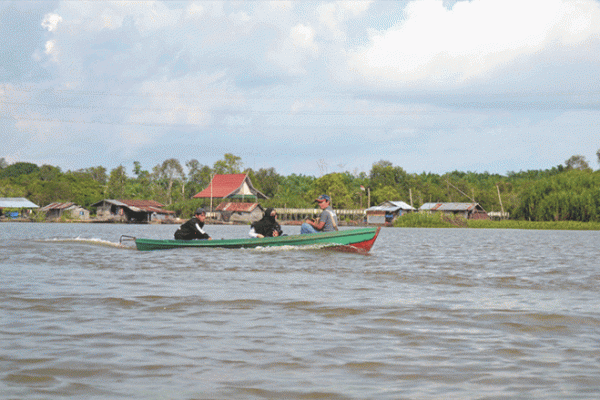Daun penggemuk ayam di Danau Sembuluh, Seruyan