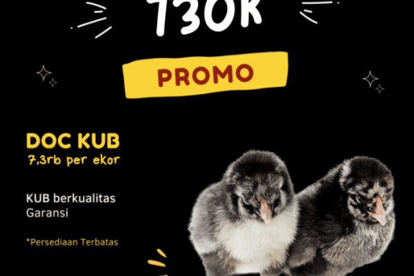 Ternak ayam petelur di Rappocini, Kota Makassar