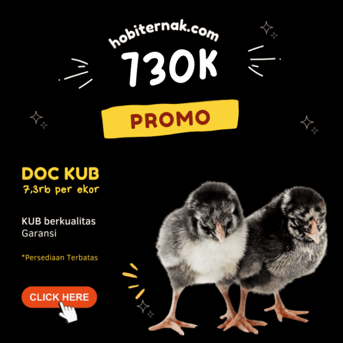 10 Cara Sukses Ternak Ayam Petelur Dari Awal Sampai Panen HOBI TERNAK Ternak ayam petelur di Eipumek, Kab. Pegunungan Bintang