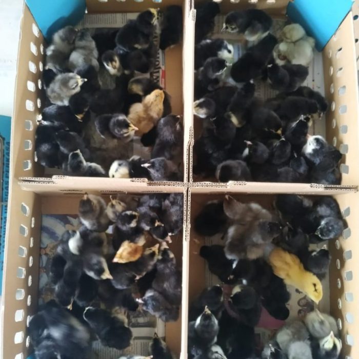 Ayam kampung petelur di Puding Besar, Bangka