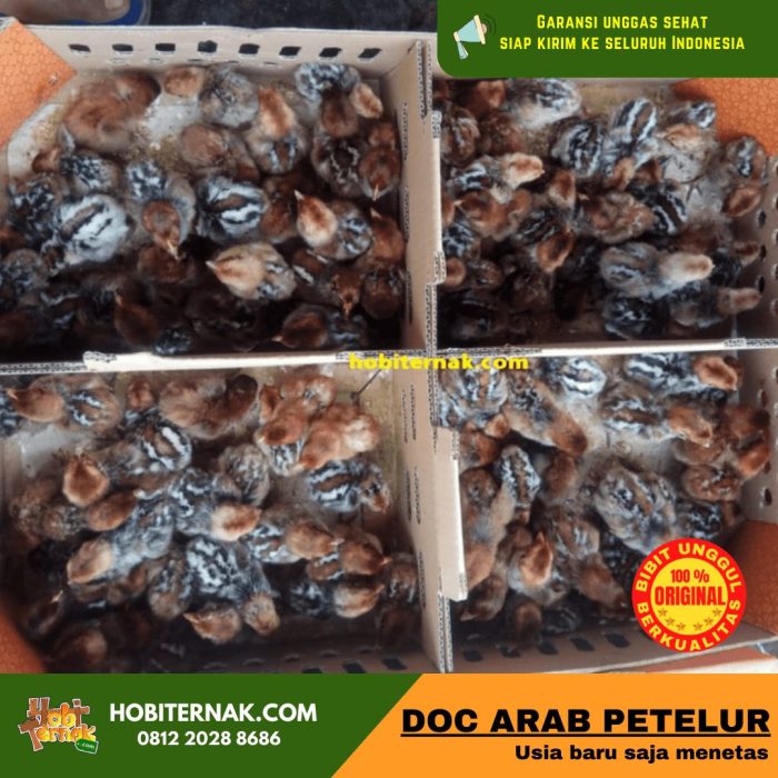 Ayam jago #56- Suara ayam jantan Arab berkokok | Arabian rooster ... Ayam jago #56- Suara ayam jantan Arab berkokok | Arabian rooster ...