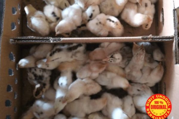 Ayam elba kampung petelur super di Giri, Banyuwangi