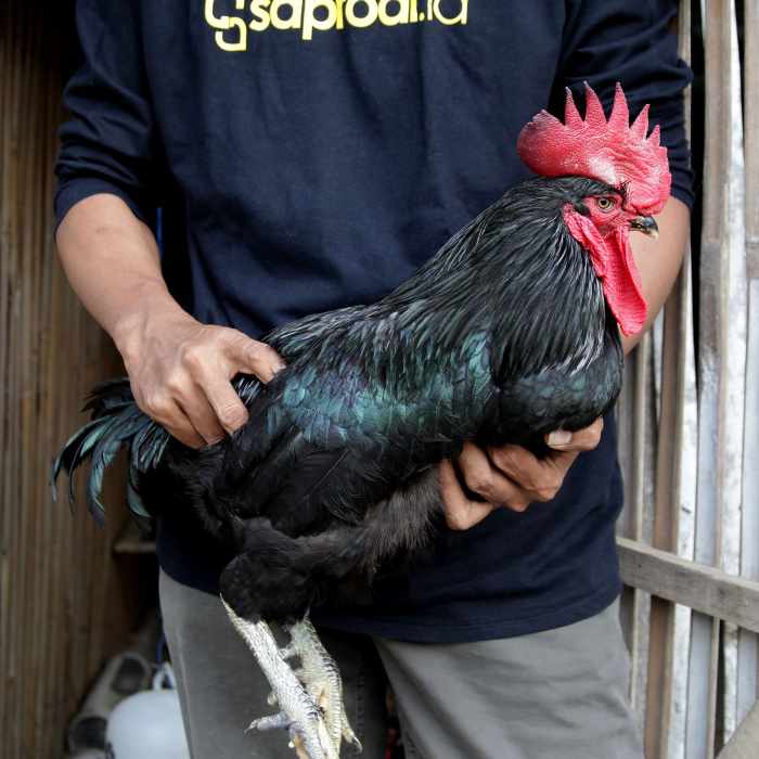 DOC Ayam Kampung KUNTARA 4 – Saprodi Indonesia DOC Ayam Kampung KUNTARA 4 – Saprodi Indonesia