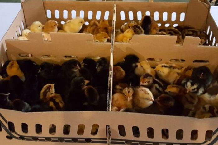 Ayam layer di Mendahara Ulu, Kabupaten Tanjung Jabung Timur
