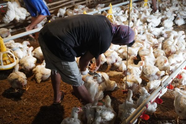 Pelan-pelan Berdikari Susu, Ayam, dan Sapi - Kompas.id