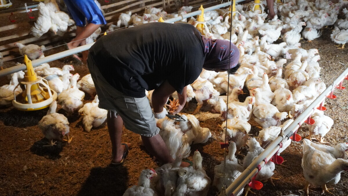 Pelan-pelan Berdikari Susu, Ayam, dan Sapi - Kompas.id