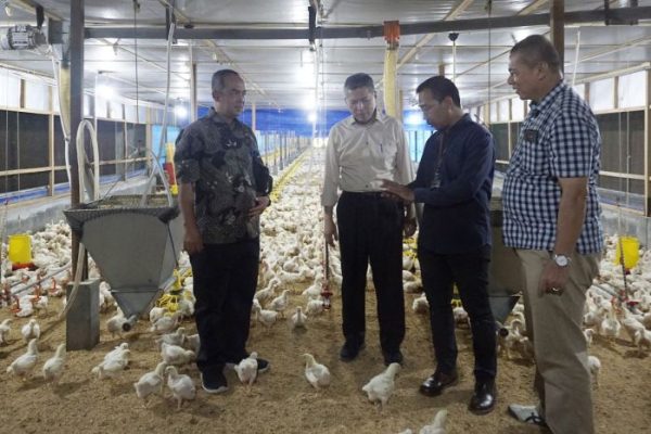 Peluang Bisnis: Usaha Ternak Ayam Pedaging Sistem Kemitraan