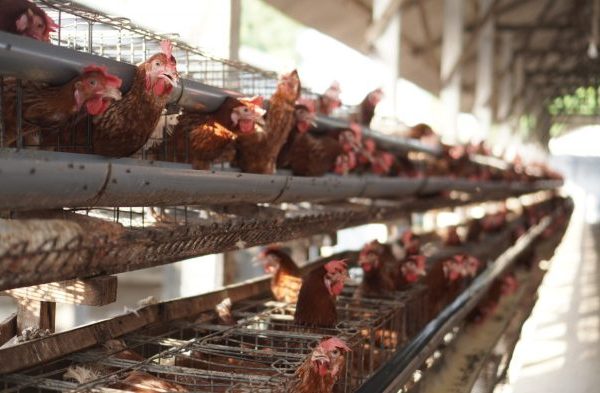 PETERNAKAN AYAM KAMPUNG PETELUR DI BPTP GORONTALO | ANTARA Foto