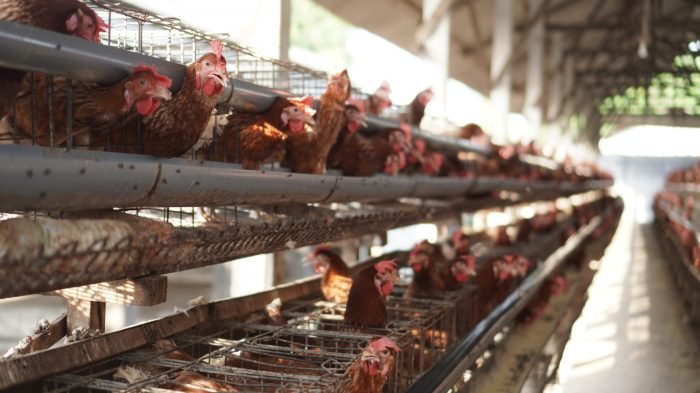 PETERNAKAN AYAM KAMPUNG PETELUR DI BPTP GORONTALO | ANTARA Foto PETERNAKAN AYAM KAMPUNG PETELUR DI BPTP GORONTALO | ANTARA Foto