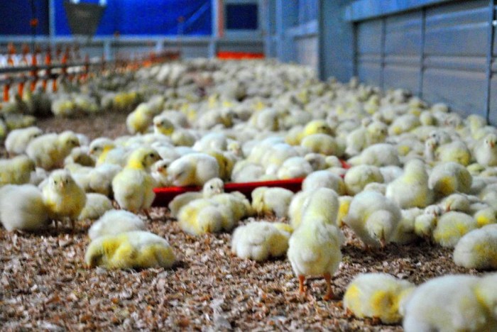 Ayam ternak di Reban, Batang