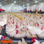 Ternak ayam petelur di Alok Barat, Sikka