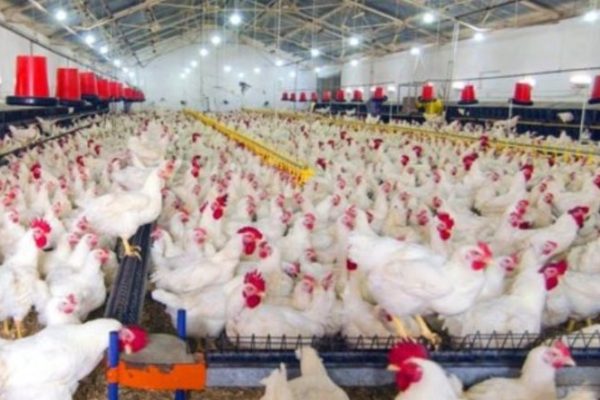 Ternak ayam petelur di Alok Barat, Sikka