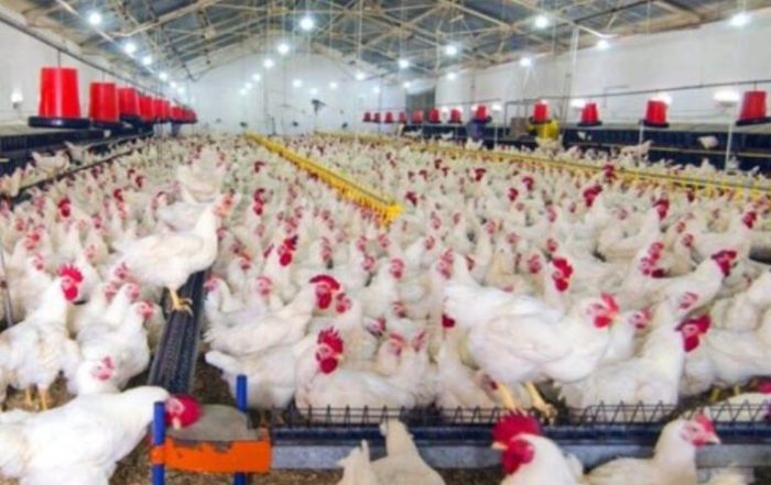 Ternak ayam petelur di Andoolo Barat, Konawe Selatan