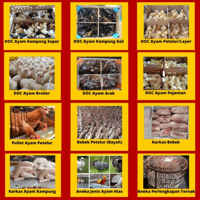 Ternak Ayam Bangkok: Panduan Lengkap untuk Sukses - Ayam Hias Ayam Ternak di Hilisalawaahe, Nias Selatan