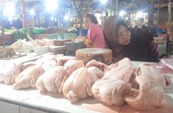 Cara Ternak Ayam Kampung Petelur, Harga, dan Tipe Kandang - Beternak Ayam