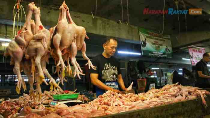 Harga Ayam Potong di Bandung Capai Rp 40 Ribu per Kg | Republika Online Ayam afkir di Bojong soang, Bandung