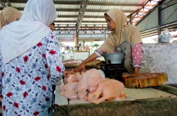 Ayam ternak di Purbalingga, Kab. Purbalingga