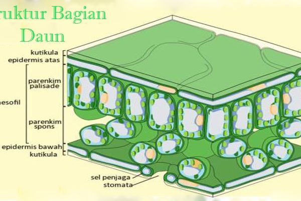 Daun penggemuk ayam di Mempawah Timur, Mempawah