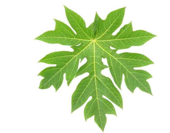 Bagian-Bagian Tumbuhan dan Fungsinya: Pengertian Daun Daun penggemuk ayam di Sorong Kepulauan, Kota Sorong