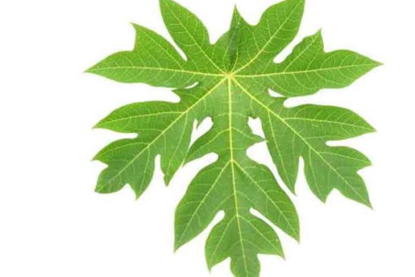 Daun penggemuk ayam di Biduk-Biduk, Berau