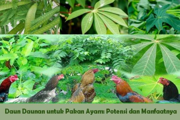Daun penggemuk ayam di Napan, Kab. Nabire