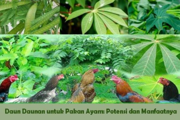 Daun penggemuk ayam di Aranday, Kab. Teluk Bintuni