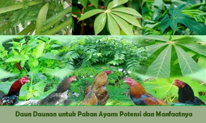 Daun Daunan untuk Pakan Ayam: Potensi dan Manfaatnya Daun penggemuk ayam di Wilhem Roumbouts, Kab. Tambrauw