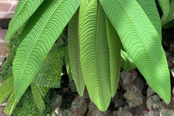 Daun penggemuk ayam di Jayapura Selatan, Kota Jayapura
