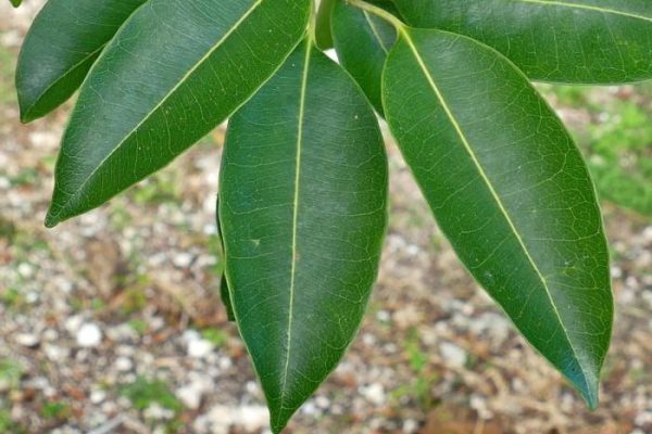 Daun penggemuk ayam di Buguk Gona, Kab. Lanny Jaya