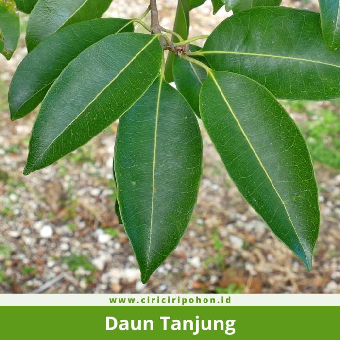 Daun penggemuk ayam di Abenaho, Kab. Yalimo