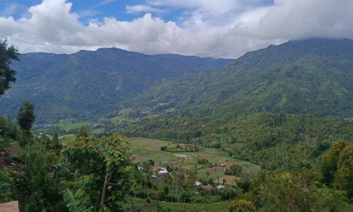 Daun penggemuk ayam di Buntu Batu, Enrekang