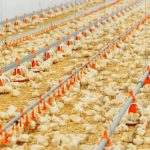 Ternak ayam petelur di Air Hitam, Lampung Barat