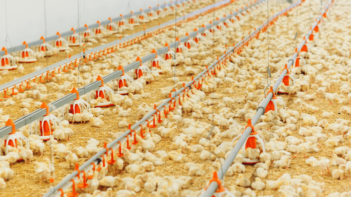 Panduan Cara Ternak Ayam Petelur untuk Pemula - Indofarm